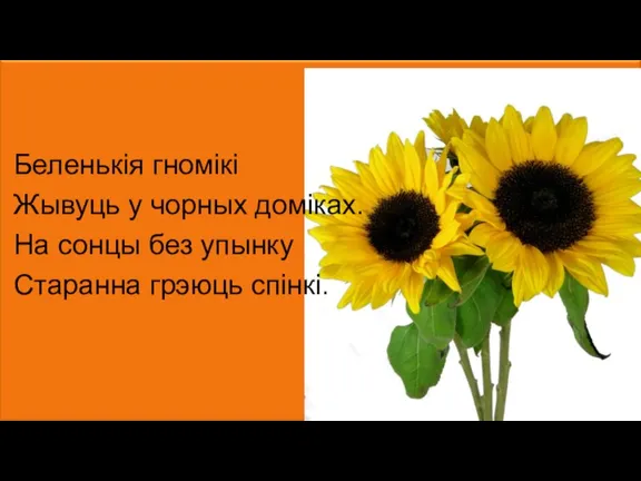 Беленькія гномікі Жывуць у чорных доміках. На сонцы без упынку Старанна грэюць спінкі.