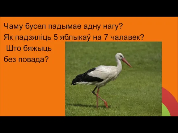 Чаму бусел падымае адну нагу? Як падзяліць 5 яблыкаў на 7 чалавек? Што бяжыць без повада?