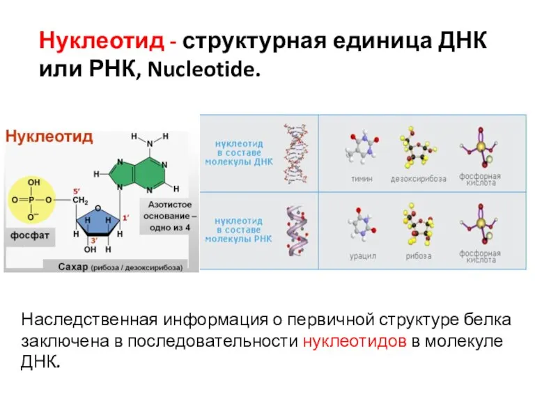 Нуклеотид - структурная единица ДНК или РНК, Nucleotide. Наследственная информация о первичной