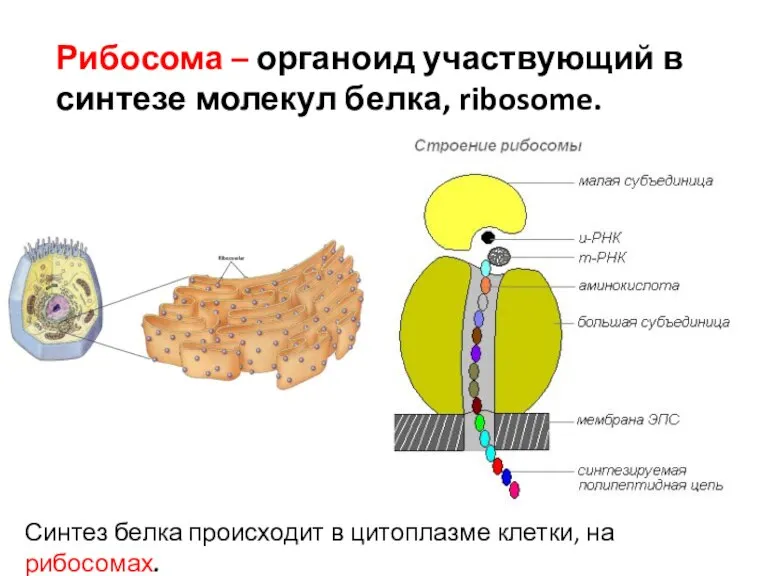 Рибосома – органоид участвующий в синтезе молекул белка, ribosome. Синтез белка происходит