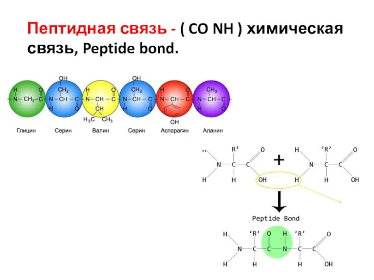 Пептидная связь - ( CO NH ) химическая связь, Peptide bond.