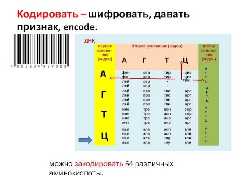 Кодировать – шифровать, давать признак, encode. можно закодировать 64 различных аминокислоты.