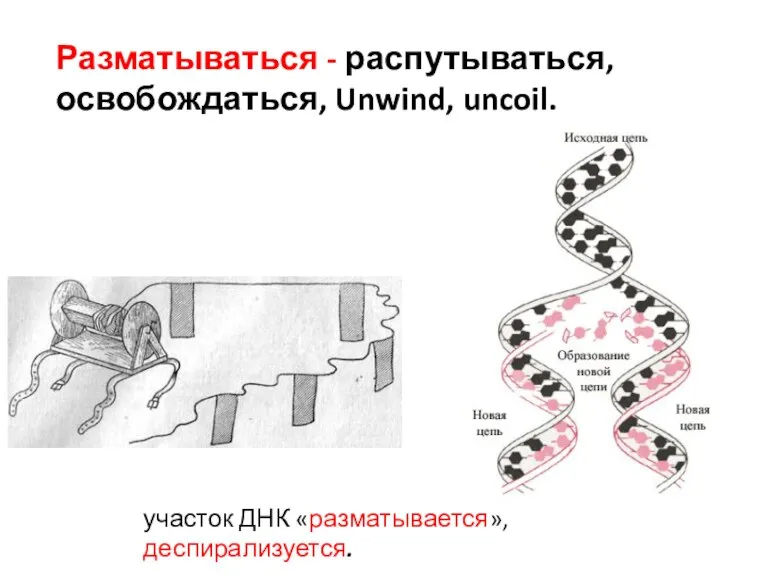 Разматываться - распутываться, освобождаться, Unwind, uncoil. участок ДНК «разматывается», деспирализуется.