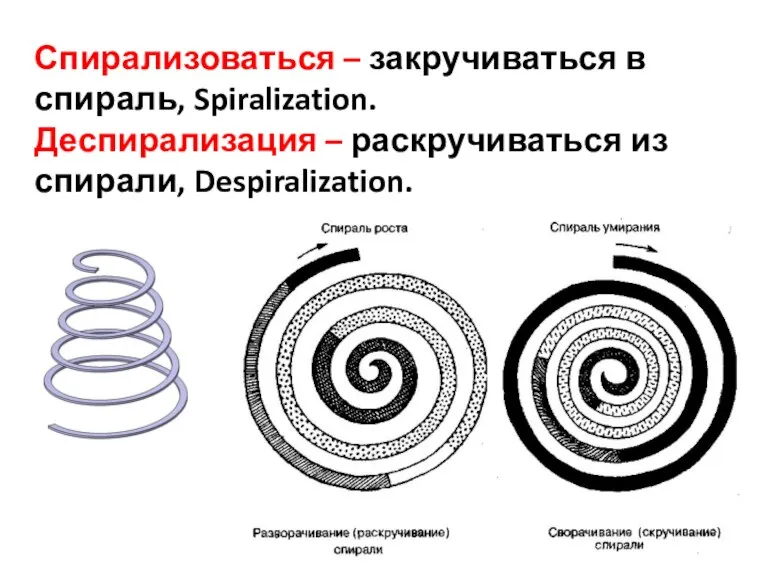 Спирализоваться – закручиваться в спираль, Spiralization. Деспирализация – раскручиваться из спирали, Despiralization.