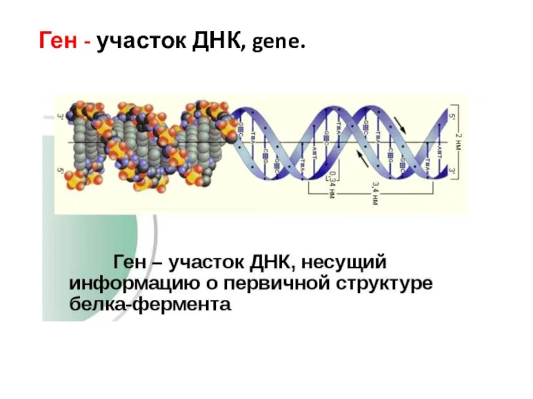 Ген - участок ДНК, gene.