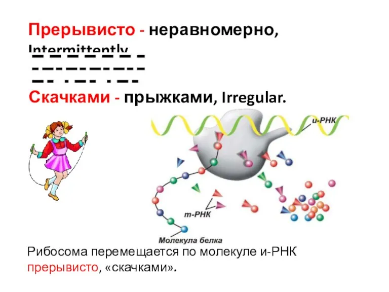 Прерывисто - неравномерно, Intermittently. Рибосома перемещается по молекуле и-РНК прерывисто, «скачками». Скачками - прыжками, Irregular.