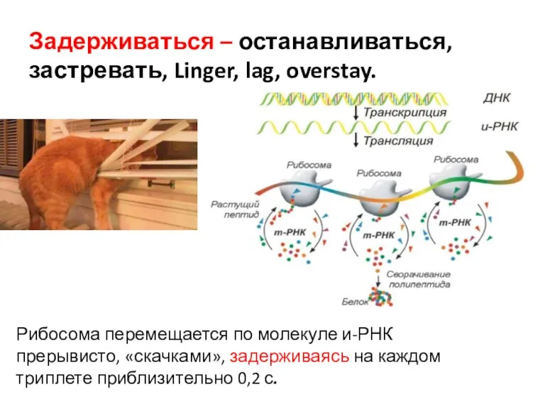 Задерживаться – останавливаться, застревать, Linger, lag, overstay. Рибосома перемещается по молекуле и-РНК