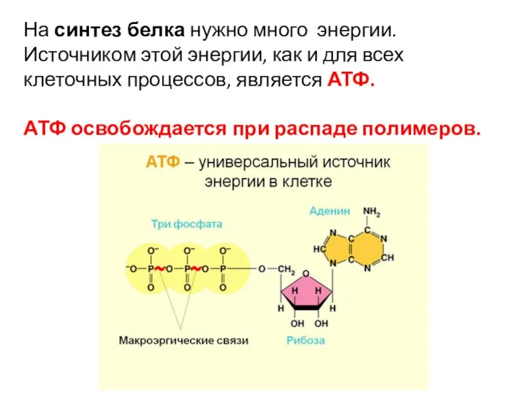 На синтез белка нужно много энергии. Источни­ком этой энергии, как и для