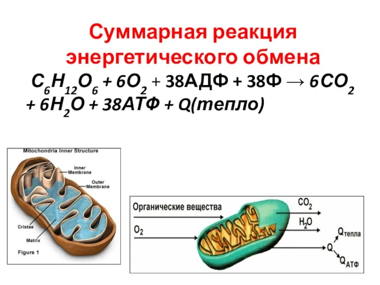 Суммарная реакция энергетического обмена С6Н12О6 + 6О2 + 38АДФ + 38Ф →