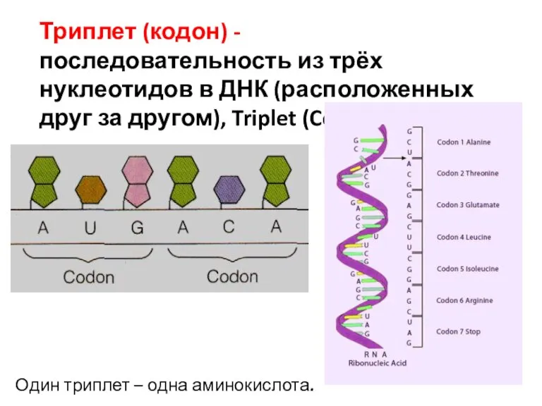 Триплет (кодон) - последовательность из трёх нуклеотидов в ДНК (расположенных друг за