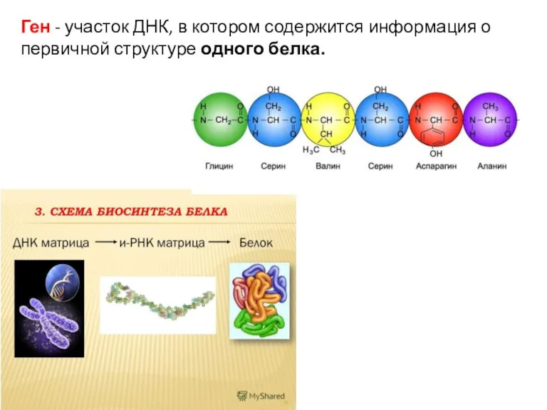 Ген - участок ДНК, в котором содержится информация о первичной структуре одного бел­ка.