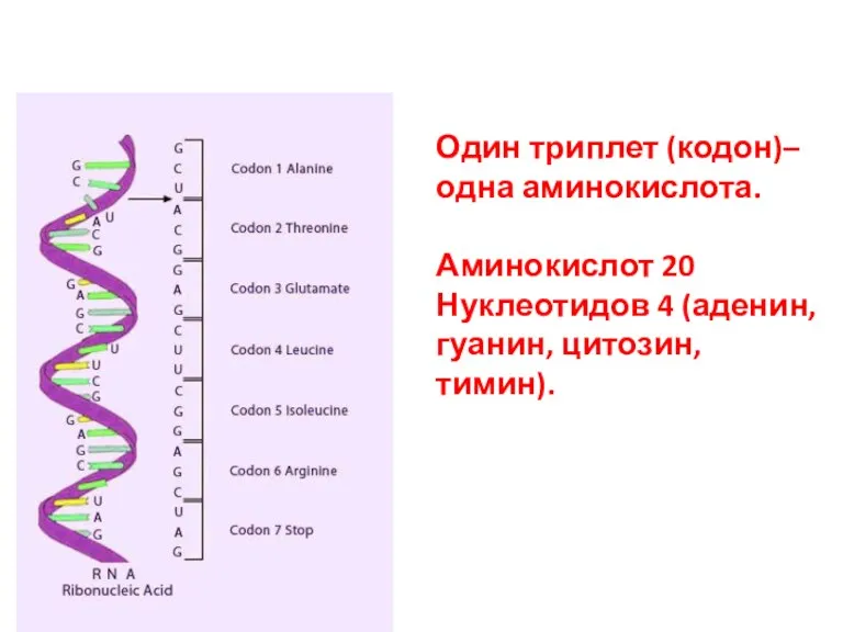 Один триплет (кодон)– одна аминокислота. Аминокислот 20 Нуклеотидов 4 (аденин, гуанин, цитозин, тимин).