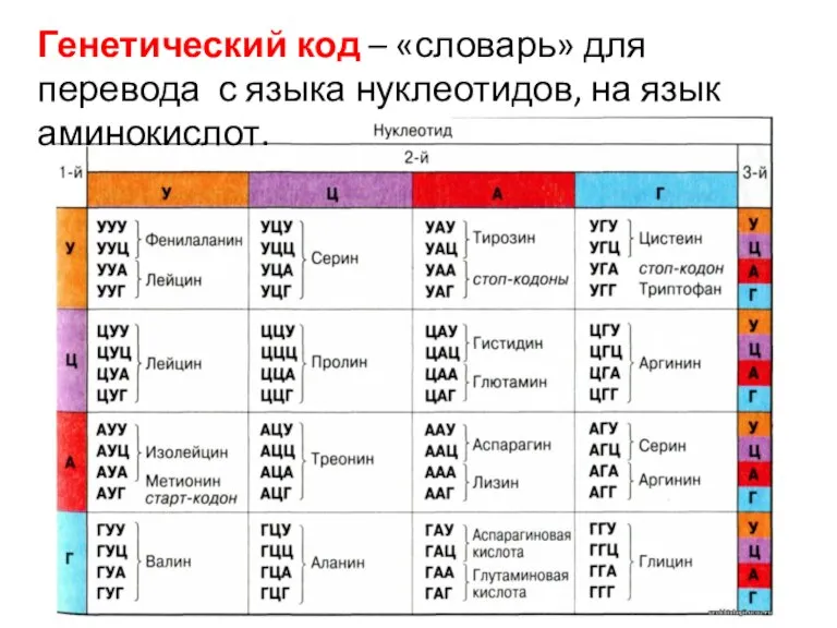 Генетический код – «словарь» для перевода с языка нуклеотидов, на язык аминокислот.