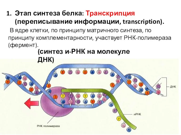 Этап синтеза белка: Транскрипция (переписывание информации, transcription). В ядре клетки, по принципу