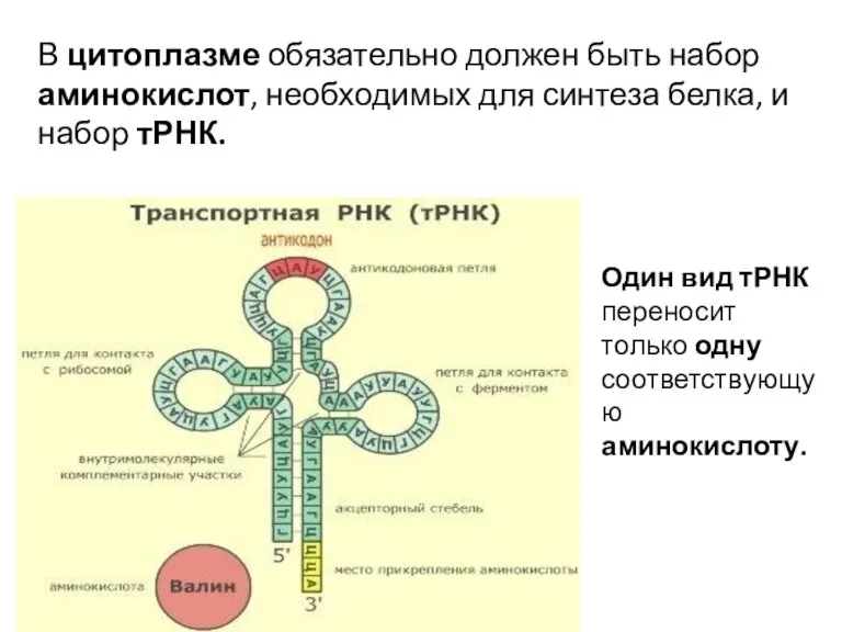 В цитоплазме обязательно должен быть набор аминокис­лот, необходимых для синтеза белка, и