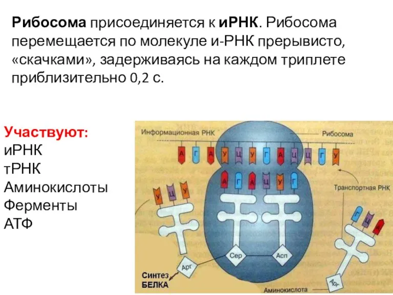 Рибосома присоединяется к иРНК. Рибосома перемещается по молекуле и-РНК пре­рывисто, «скачками», задерживаясь