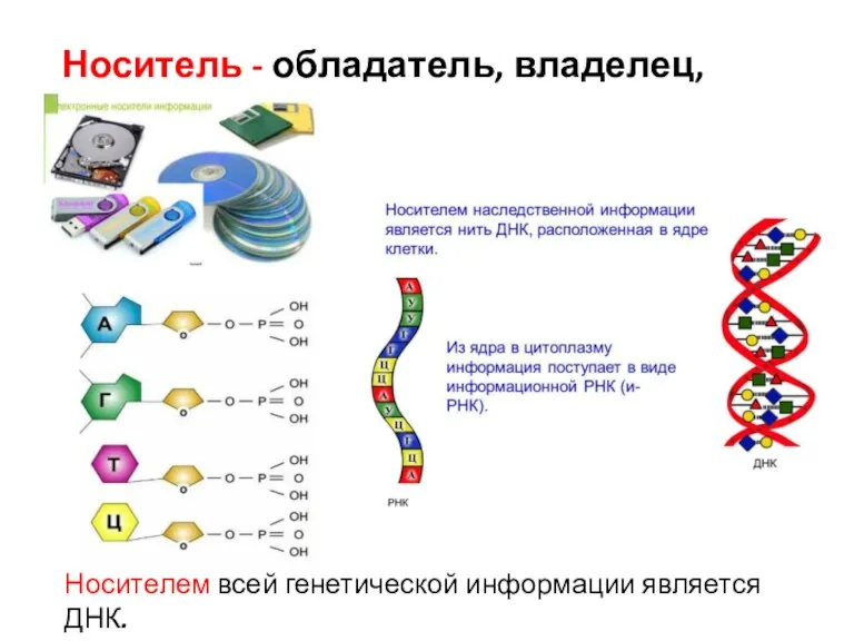 Носитель - обладатель, владелец, carrier. Носителем всей генетической информации является ДНК.