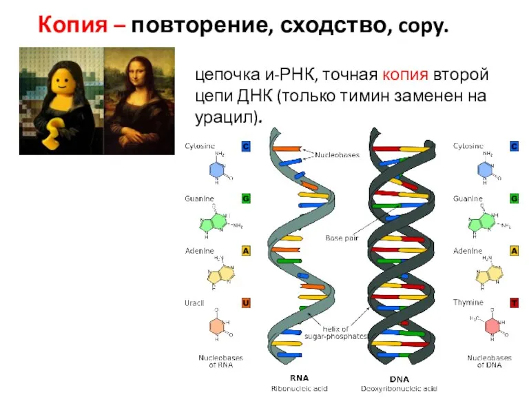 Копия – повторение, сходство, copy. цепочка и-РНК, точная копия второй цепи ДНК