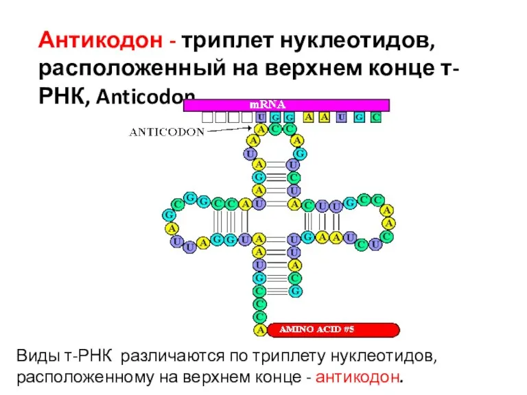 Антикодон - триплет нуклеотидов, расположенный на верхнем конце т-РНК, Anticodon. Виды т-РНК