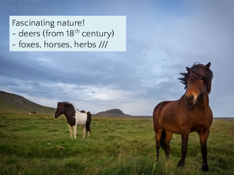 Fascinating nature! ~ deers (from 18th century) ~ foxes, horses, herbs ///