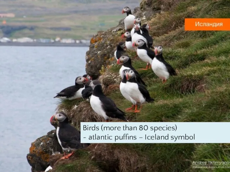 Birds (more than 80 species) ~ atlantic puffins – Iceland symbol
