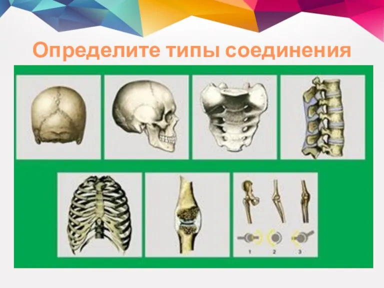 Определите типы соединения костей