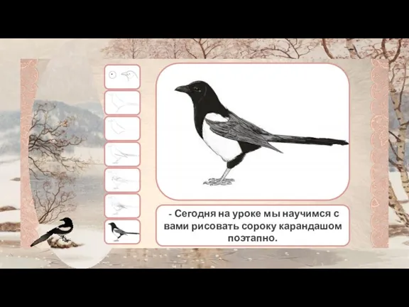 - Сегодня на уроке мы научимся с вами рисовать сороку карандашом поэтапно.