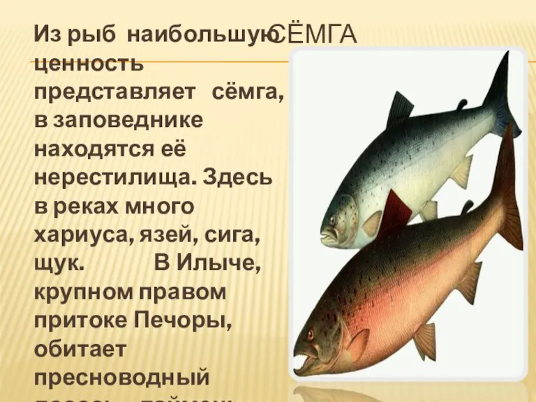 СЁМГА Из рыб наибольшую ценность представляет сёмга, в заповеднике находятся её нерестилища.