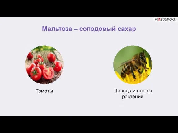 Мальтоза – солодовый сахар Томаты Пыльца и нектар растений