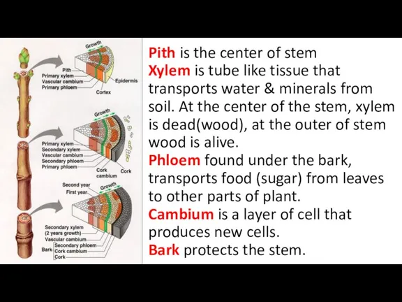 Pith is the center of stem Xylem is tube like tissue that