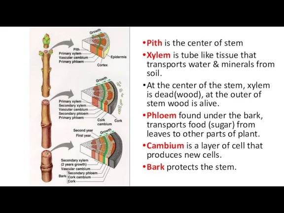 Pith is the center of stem Xylem is tube like tissue that