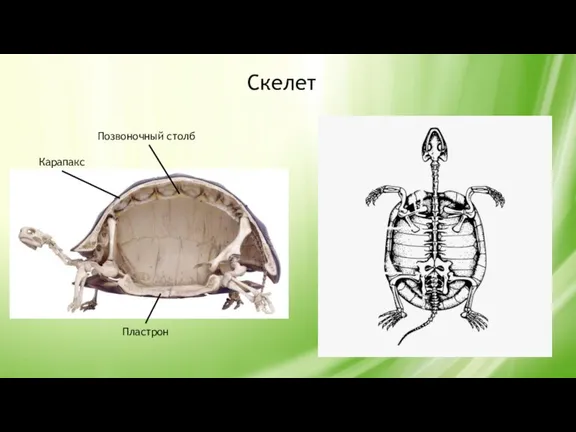 Скелет Карапакс Позвоночный столб Пластрон