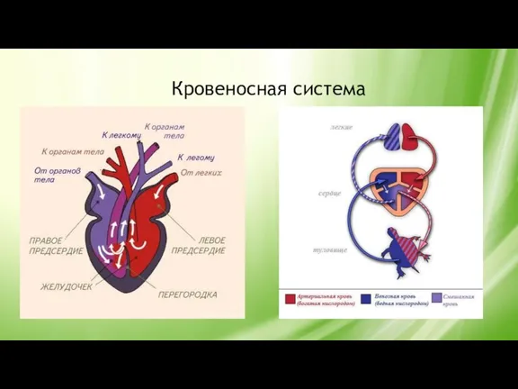 Кровеносная система