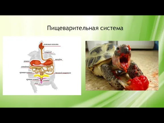 Пищеварительная система