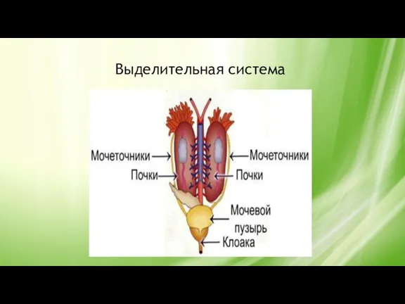 Выделительная система