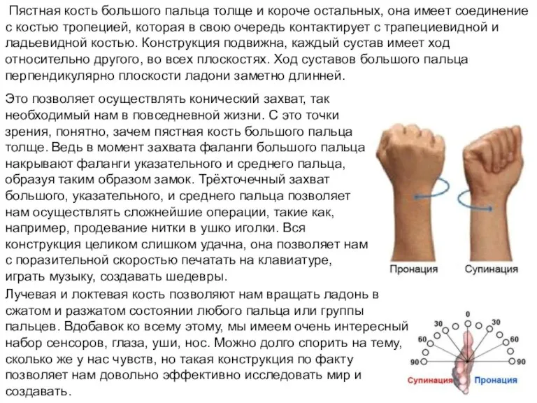 Пястная кость большого пальца толще и короче остальных, она имеет соединение с