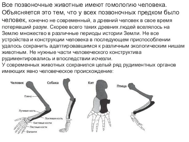 Все позвоночные животные имеют гомологию человека. Объясняется это тем, что у всех