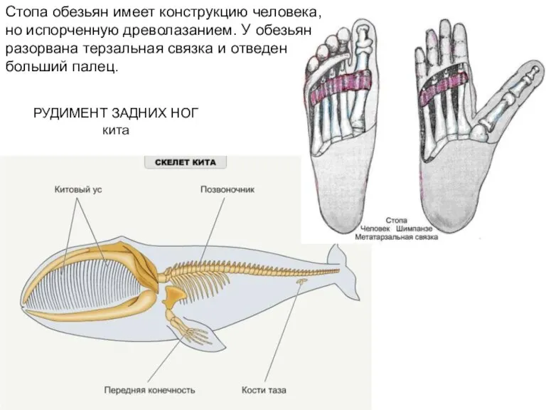 РУДИМЕНТ ЗАДНИХ НОГ кита Стопа обезьян имеет конструкцию человека, но испорченную древолазанием.