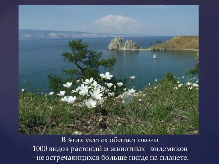 В этих местах обитает около 1000 видов растений и животных эндемиков –