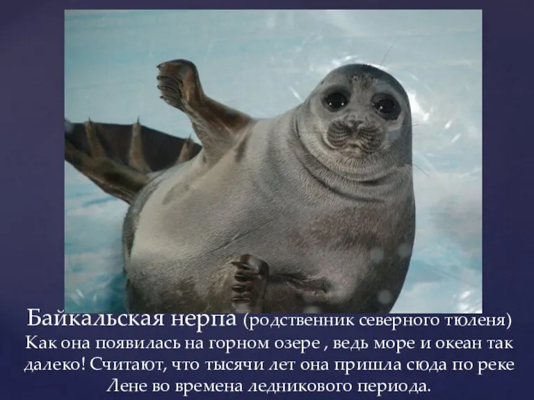 Байкальская нерпа (родственник северного тюленя) Как она появилась на горном озере ,