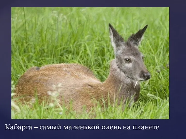 Кабарга – самый маленькой олень на планете