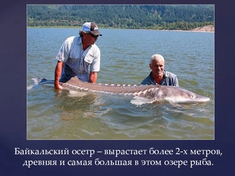 Байкальский осетр – вырастает более 2-х метров, древняя и самая большая в этом озере рыба.