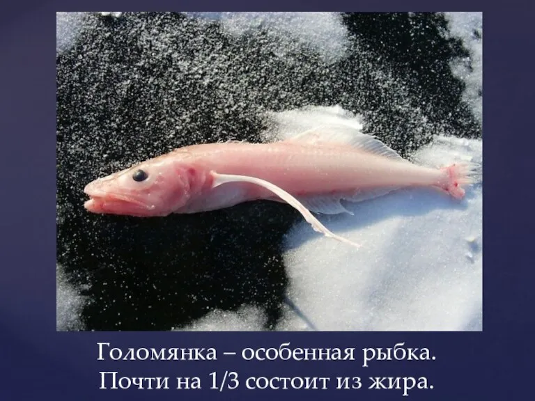 Голомянка – особенная рыбка. Почти на 1/3 состоит из жира.