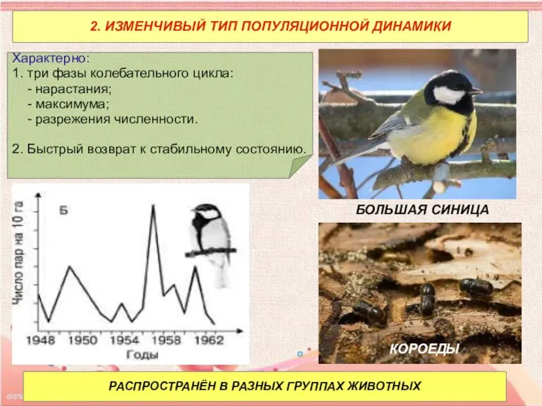 2. ИЗМЕНЧИВЫЙ ТИП ПОПУЛЯЦИОННОЙ ДИНАМИКИ Характерно: 1. три фазы колебательного цикла: -