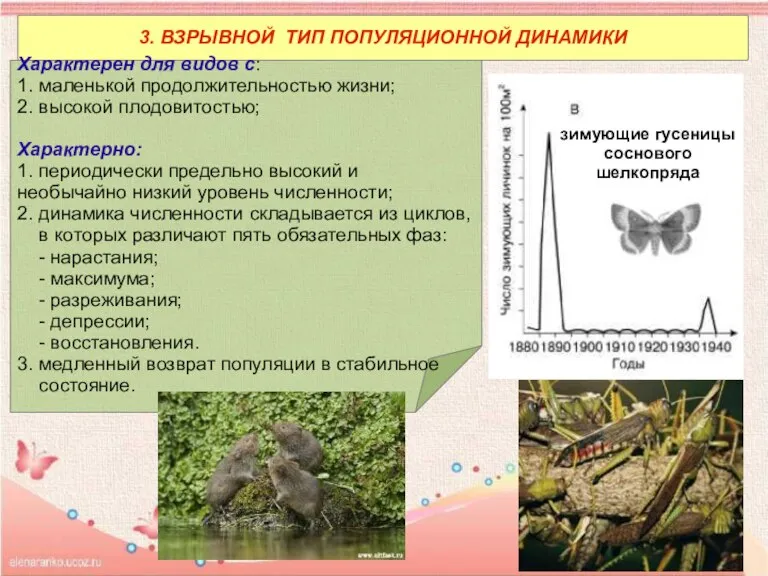 3. ВЗРЫВНОЙ ТИП ПОПУЛЯЦИОННОЙ ДИНАМИКИ Характерен для видов с: 1. маленькой продолжительностью