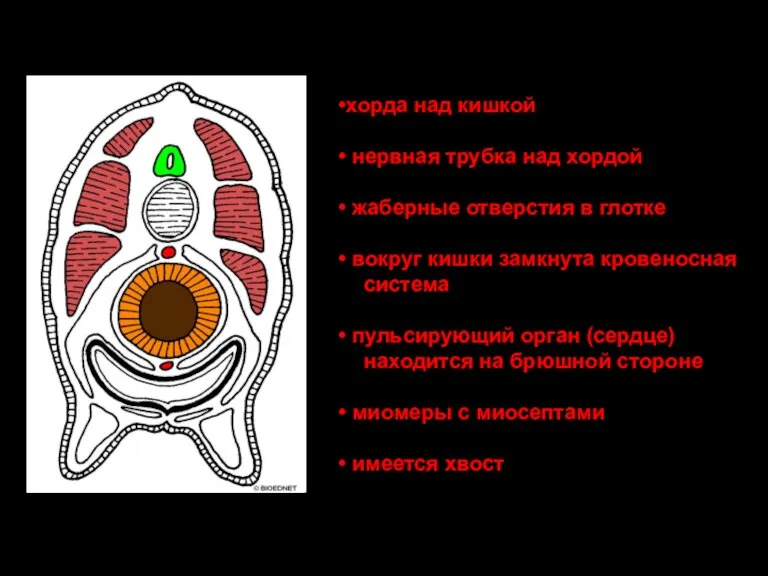 хорда над кишкой нервная трубка над хордой жаберные отверстия в глотке вокруг