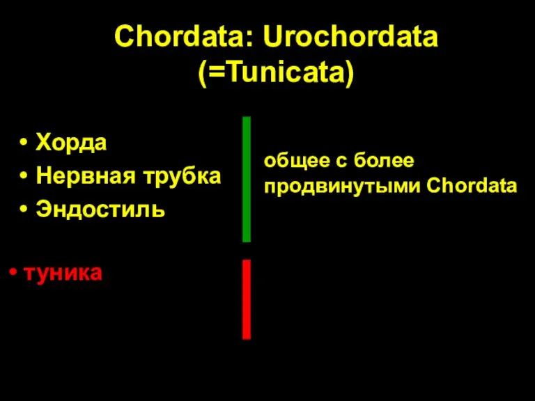 Chordata: Urochordata (=Tunicata) Хорда Нервная трубка Эндостиль общее с более продвинутыми Chordata туника