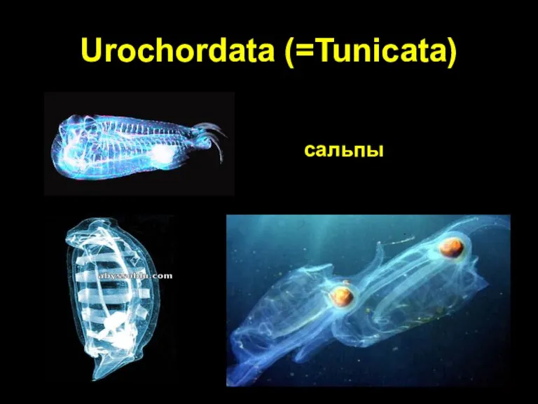 Urochordata (=Tunicata) сальпы