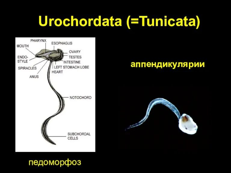 Urochordata (=Tunicata) аппендикулярии педоморфоз