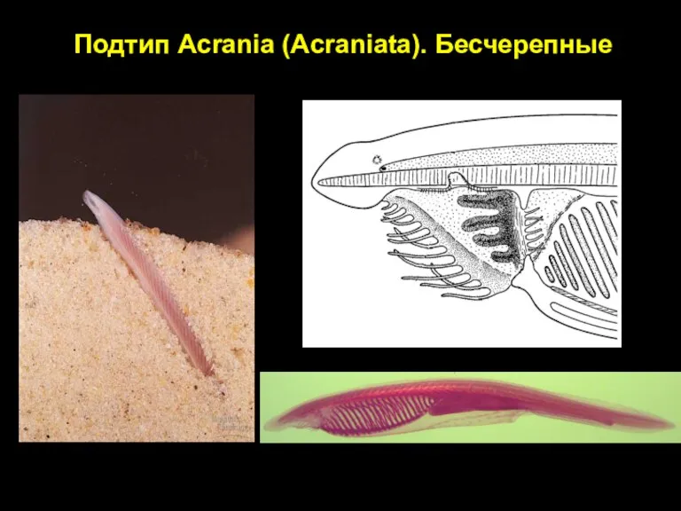 Подтип Acrania (Acraniata). Бесчерепные